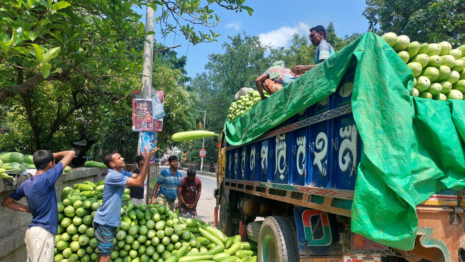 রাজশাহীর লাউ যাচ্ছে দেশজুড়ে, হাতবদলেই দাম বাড়ে ১০ গুণ।